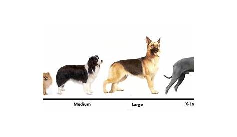 Dog Breeds By Size - Dog Training Home | Dog Types