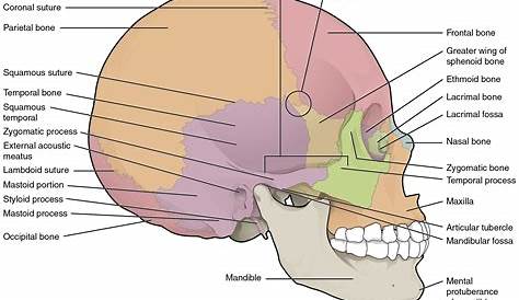 skull anatomy worksheets