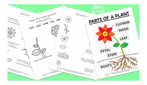Free Printable Parts of a Plant Worksheets - Itsy Bitsy Fun