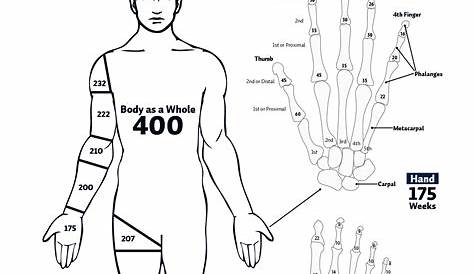 whole body impairment rating chart
