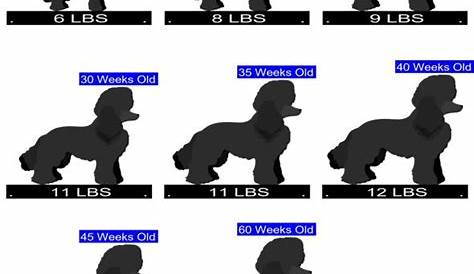 Miniature Poodle Growth Chart. Miniature Poodle Weight Calculator.