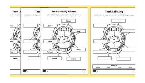 Teeth Labeling Worksheet (Teacher-Made)