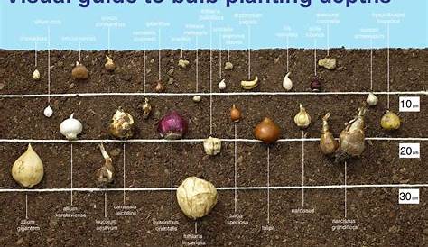 fall bulb planting chart