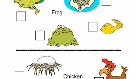 Life Cycle Worksheets | Have Fun Teaching