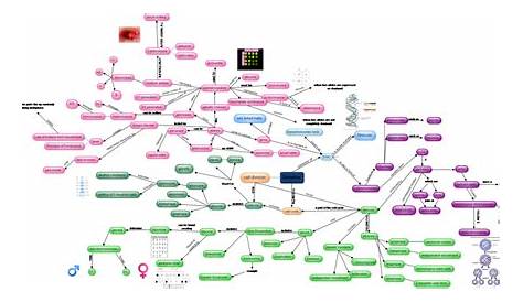 genetics concept map answers