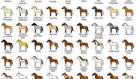 What color is your horse? | Horse breeds, Horse color chart, Horse coloring