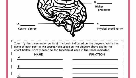 Human Nervous System Worksheet