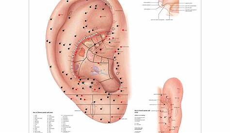 ear acupuncture point chart