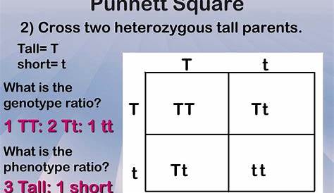 What Is A Punnett Square And Why Is It Useful In Genetics. / Punnett
