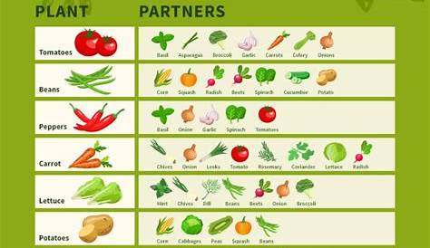Free Download: A Printable Companion Planting Chart - Food Gardening