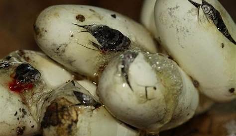 All of Nature: Fox Snake Eggs Hatching