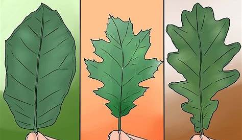 3 Ways to Identify Oak Leaves - wikiHow Red Oak Tree, White Oak Tree