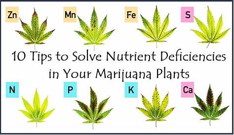 10 Tips to Solve Nutrient Deficiencies in Your Marijuana Plants – Site