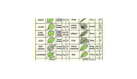 leaf identification chart pdf