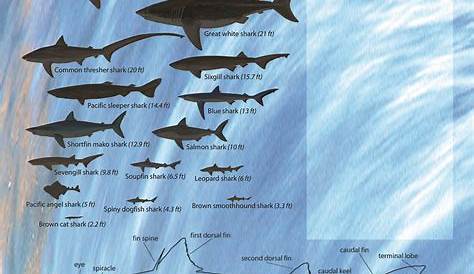 sharks by size chart
