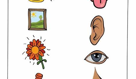 The Five Senses Worksheet Preschool