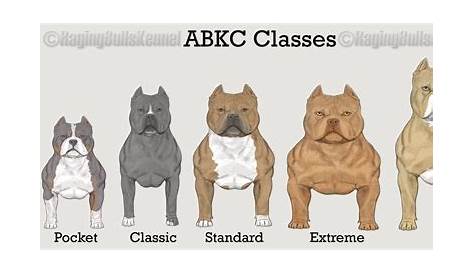 WHAT IS A POCKET SIZE AMERICAN BULLY? MICRO VS POCKET, STANDARD, XL