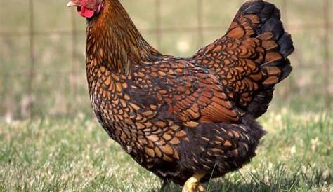 blue laced red wyandotte eggs per year