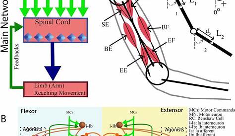 motor neuron coto circuit diagram