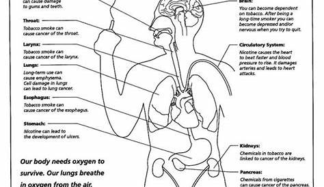 respiratory system worksheets