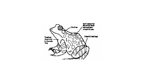 frog diagram worksheet