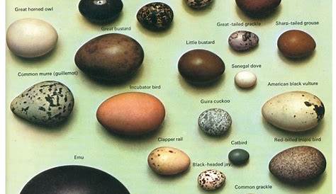wisconsin bird egg identification chart