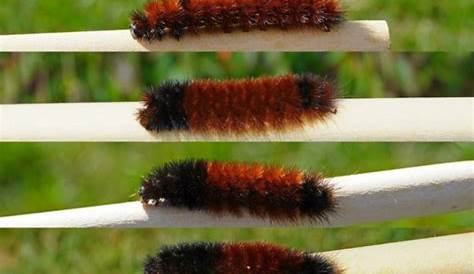 woolly bear caterpillar winter chart