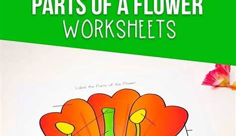Parts of a Flower Worksheet | Parts of a flower, Kindergarten science