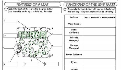 dna technology worksheet answers