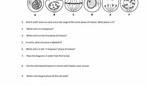 mitosis sequencing worksheet answer key