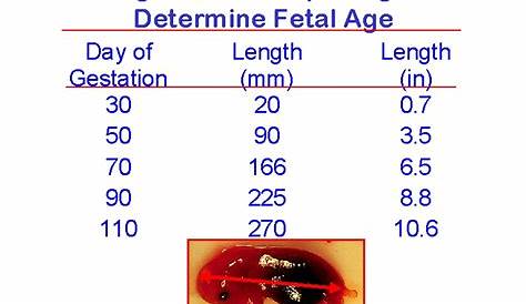 gestational age crown rump length chart
