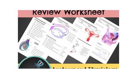 reproductive system worksheets answers