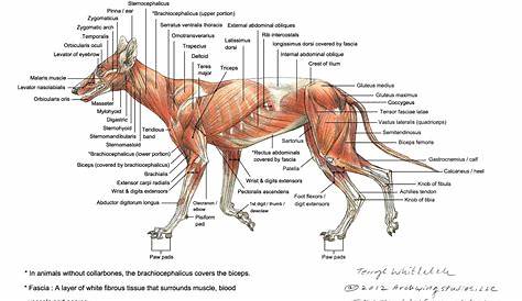 Dog Neck Anatomy Diagram