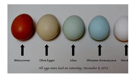 easter egger egg production per year