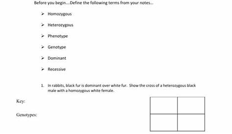more punnett square practice worksheets answers