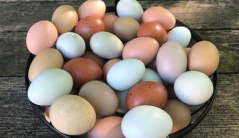 easter egger hatching eggs for sale