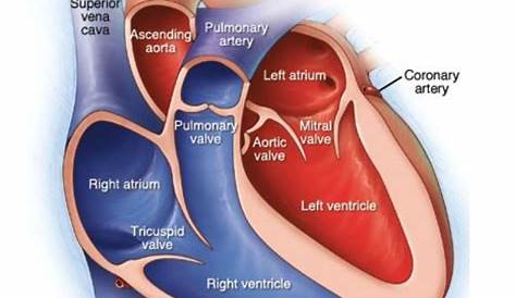 The Human Heart. http://www.afterhoursmedical.com/ | Heart Health