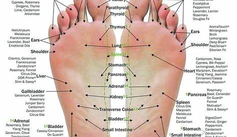 reflexology foot and hand chart