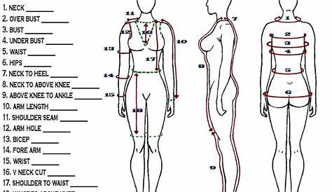 ideal female body measurements chart