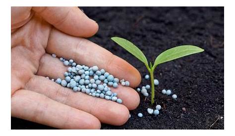 Tomato Plant Fertilizer Deals Online, Save 46% | jlcatj.gob.mx