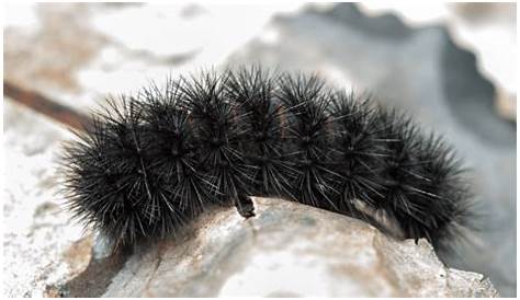 黑毛虫:常见种类鉴别指南-猫头鹰 - 188jdc金宝搏