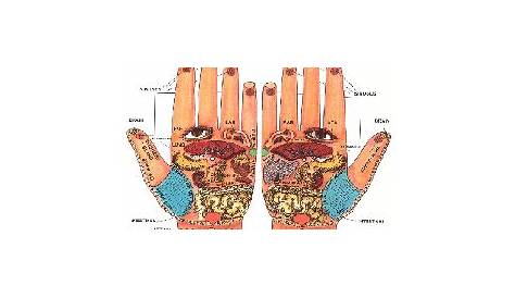 reflexology chart for hands