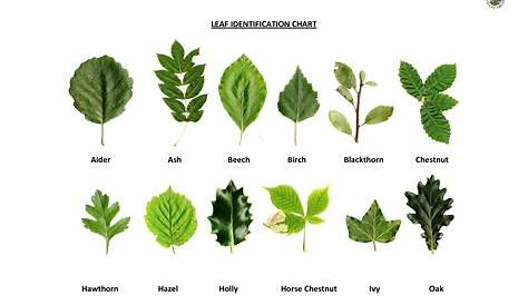 printable leaf identification chart