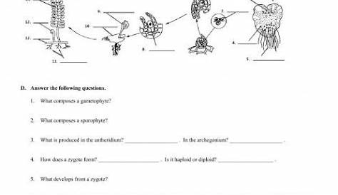 moss life cycle worksheet