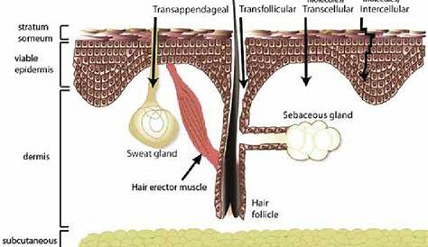 Cross-section of skin tissue with layers, appendages and different