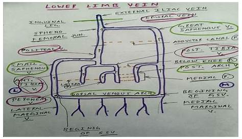 Veins of Lower Limb - 3, Diagram | TCML - YouTube