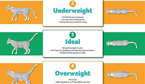 Cat Weight Chart By Age Lb - Cat Meme Stock Pictures and Photos