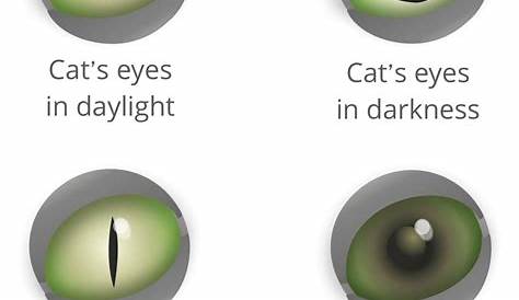 Cat's eyes - how cats see the world | Cat’s Best