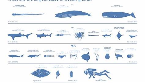 How large are the ocean’s biggest whales, squids and turtles? | UW News