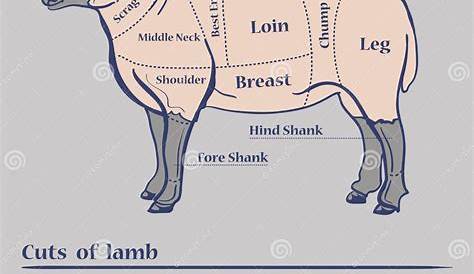 Vector Lamb Cuts Diagram stock vector. Illustration of animal - 60326576